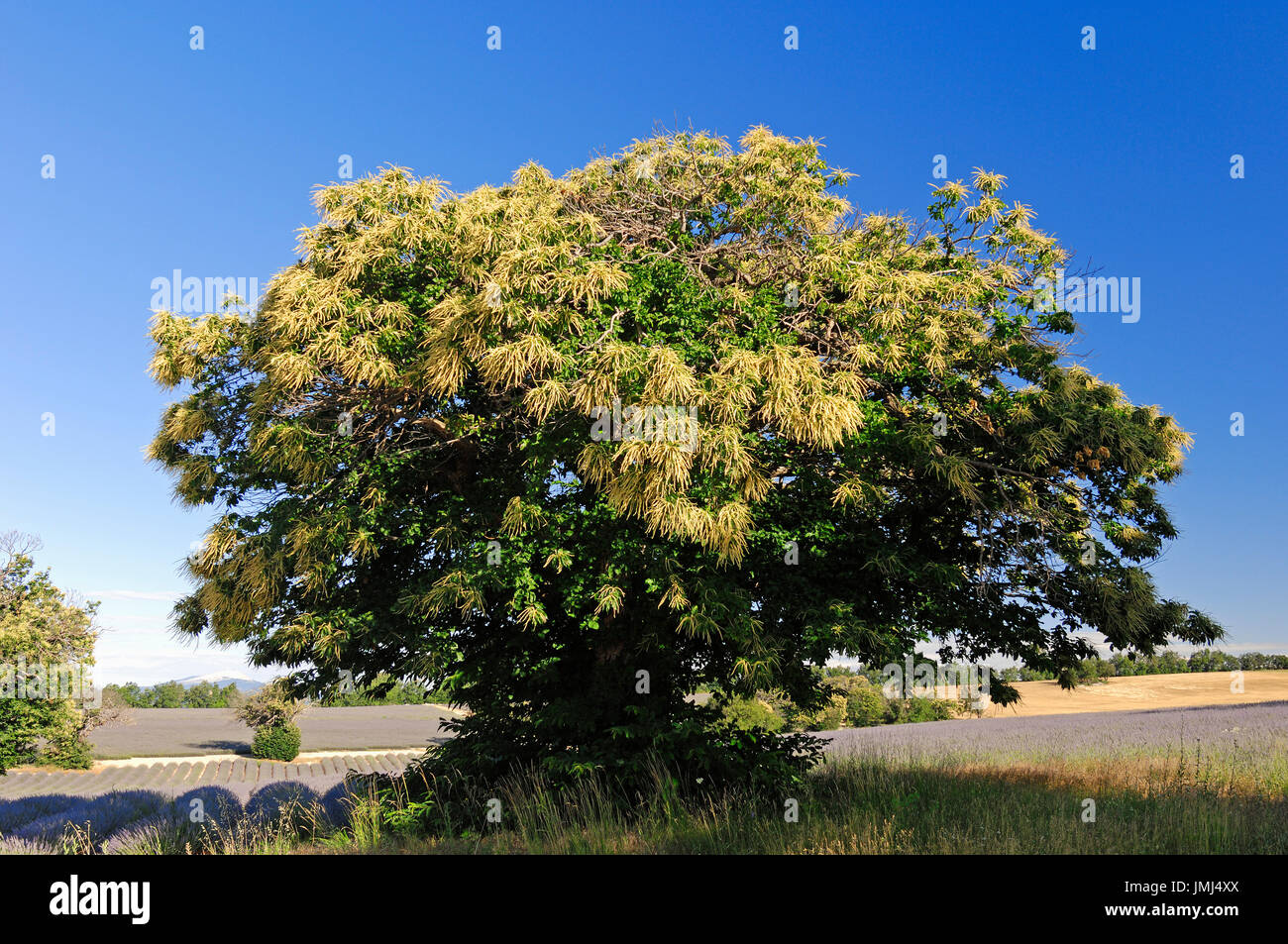 Blühende Edelkastanie Baum in Lavendel Feld, Provence, Südfrankreich / (Castanea Sativa) | Bluehende Esskastanie im Lavendelfeld, Stockfoto
