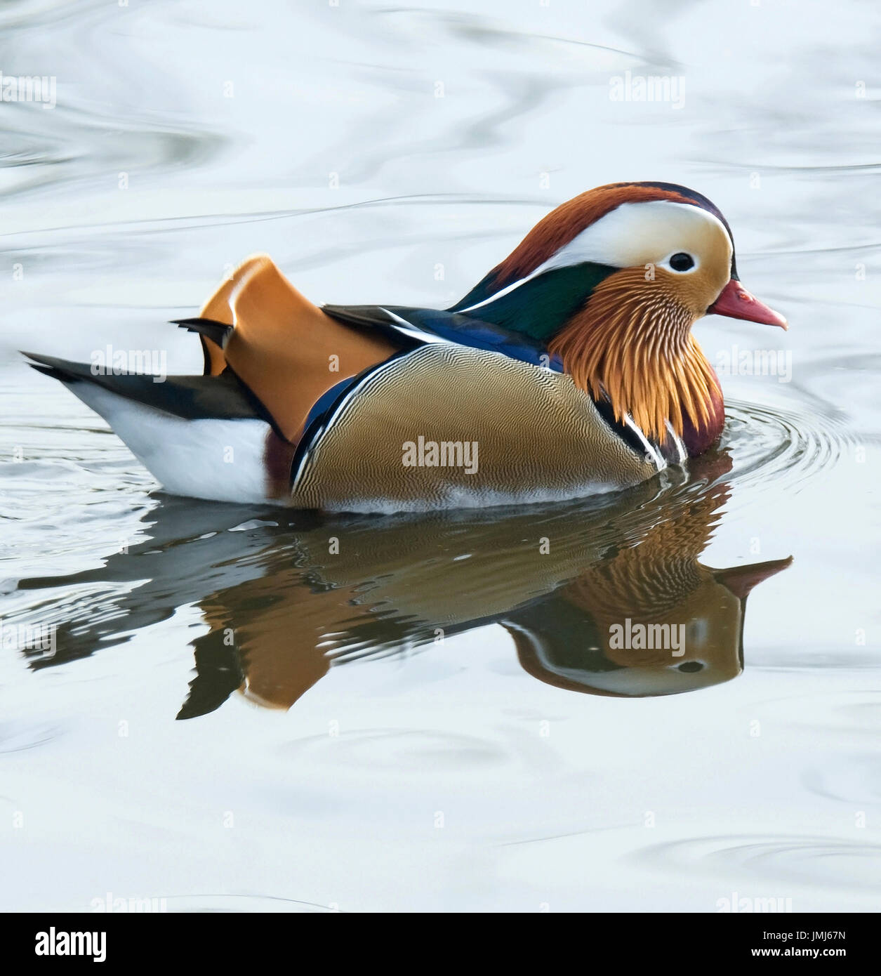 Madarin Ente, Aix GalericulataCrest Stockfoto