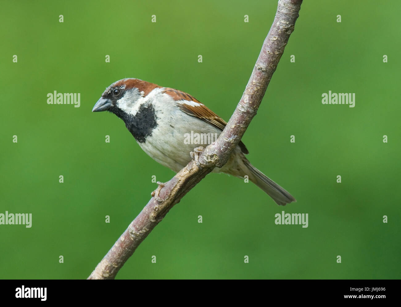 Baum Sperling, Passer montana Stockfoto