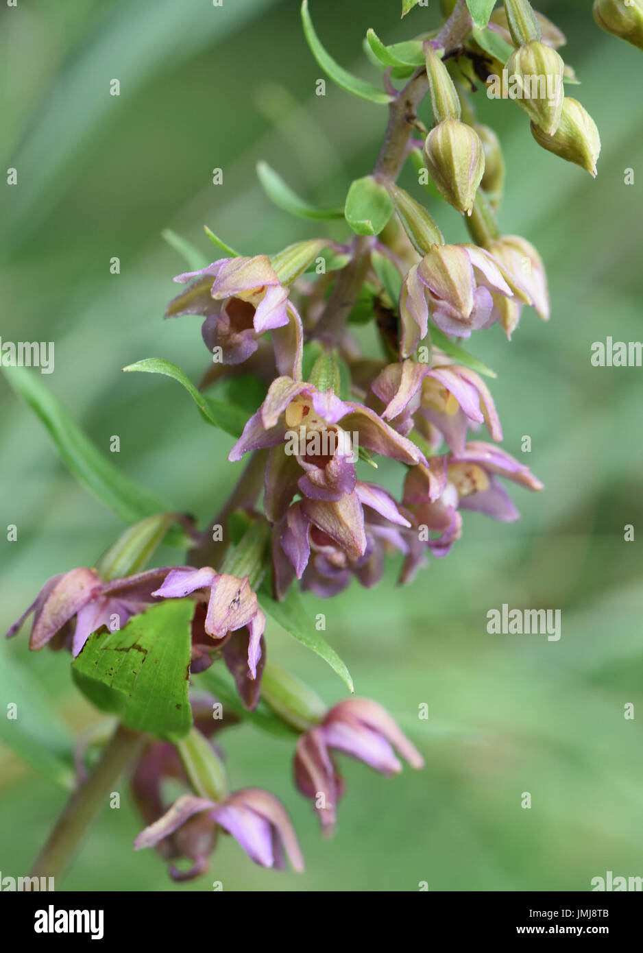 Blüten in Broad-Leaved Helleborine (Epipactis Helleborine). Bedgebury Wald, Kent, UK. Stockfoto