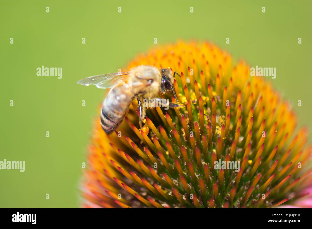 Honigbienen sammeln Pollen auf Sonnenhut Kopf. Stockfoto