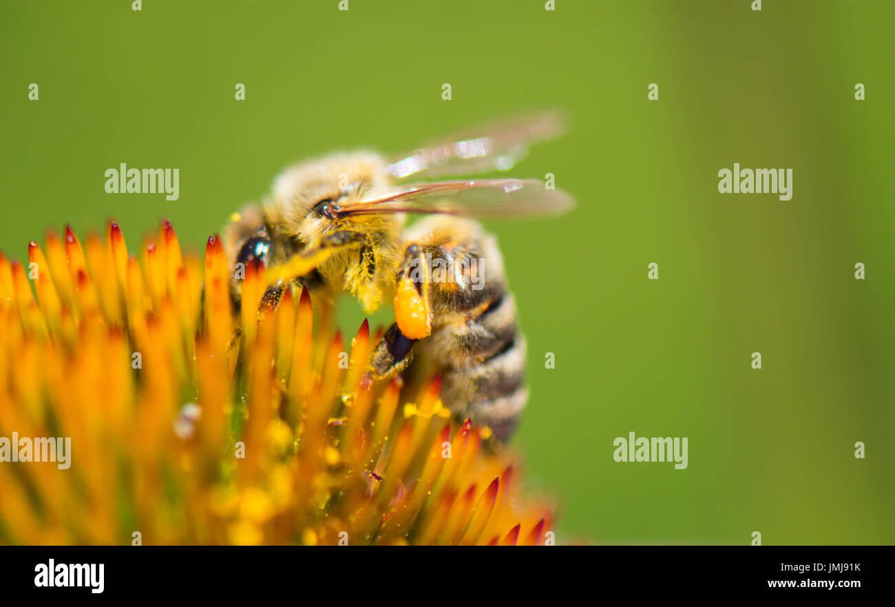 Honigbienen sammeln Pollen auf Echinacea Blütenstand. Stockfoto