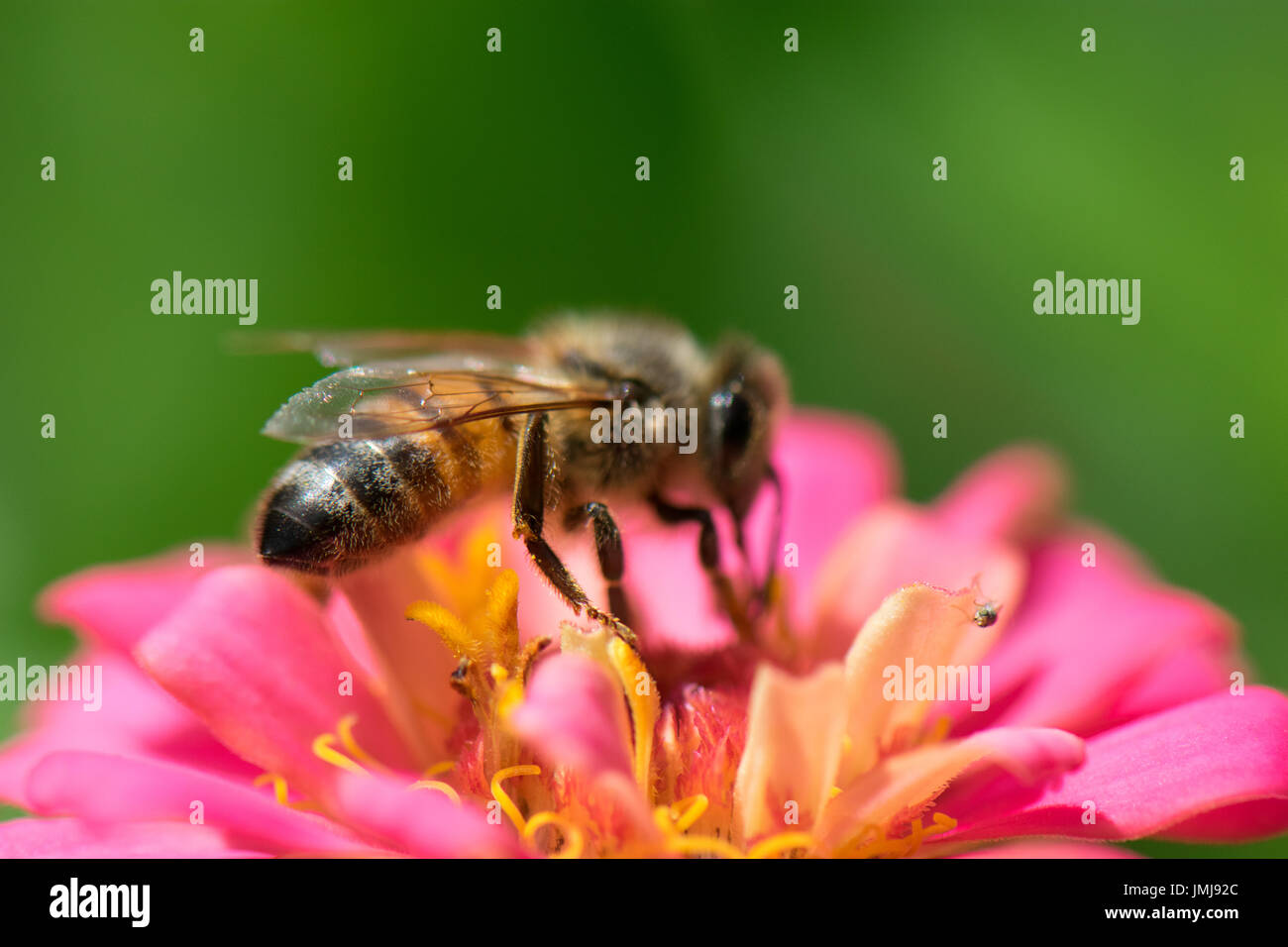 Eine Honigbiene, die Bestäubung einer Zinnia Blume Stockfoto