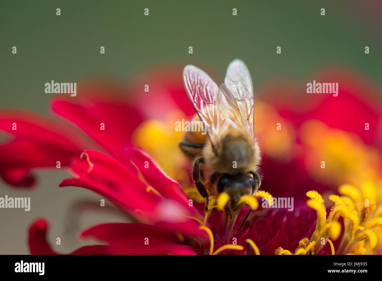 Honigbiene auf rote Zinnie Blume Stockfoto