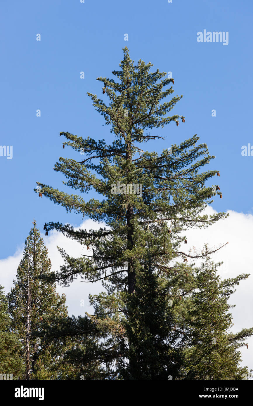 Zucker-Kiefer Großbaum mit hängenden Zapfen steht unter Fell Bäume im Wald Oregon mit White Cloud in einem blauen Himmelshintergrund. Stockfoto