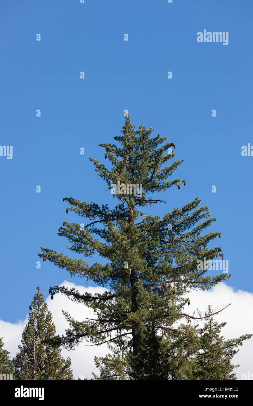 Zucker-Kiefer Großbaum mit hängenden Zapfen steht unter Fell Bäume im Wald Oregon mit White Cloud in einem blauen Himmelshintergrund. Stockfoto
