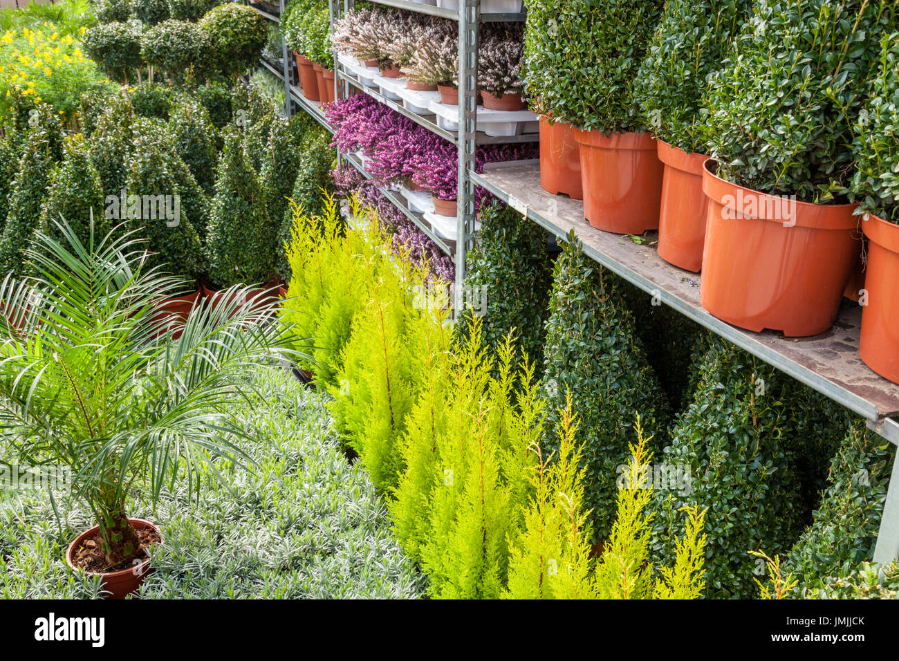 Viele Topfpflanzen auf dem Boden und in Regalen gestapelt, Großbritannien Stockfoto
