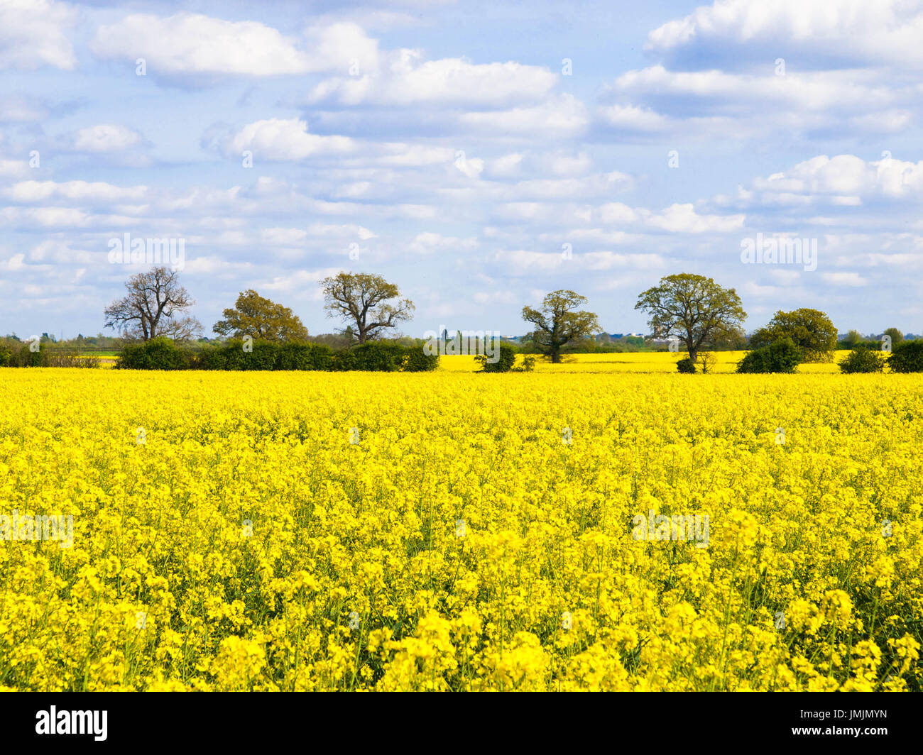 Gelbe Blume Felder dehnen zu Horizont Stockfoto