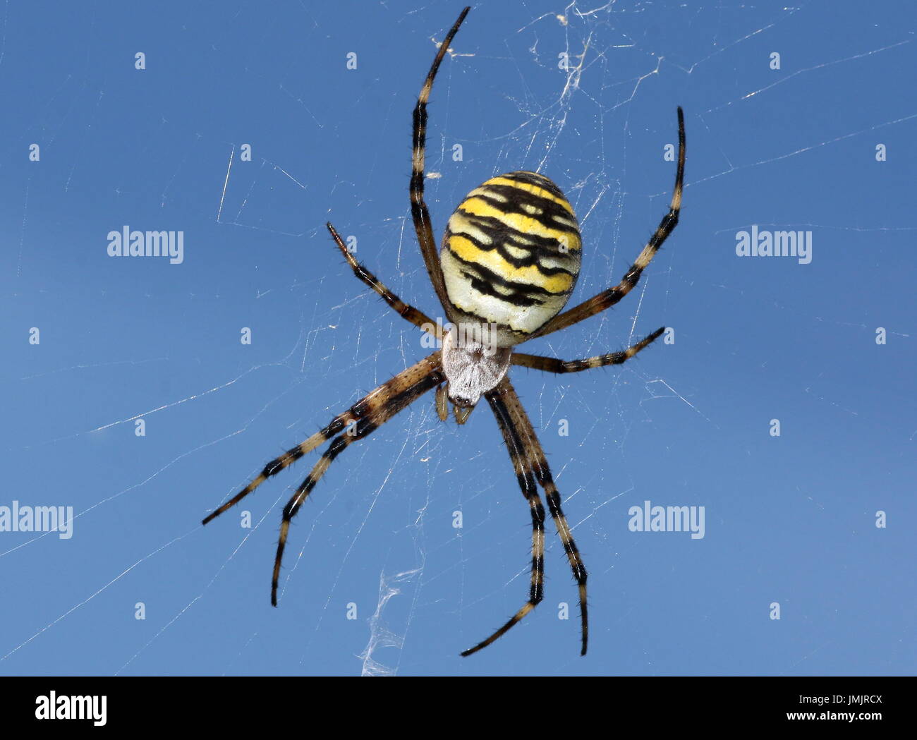 Nahaufnahme der weiblichen europäischen Wasp Spider (Argiope Bruennichi) in ihrem Netz. Stockfoto