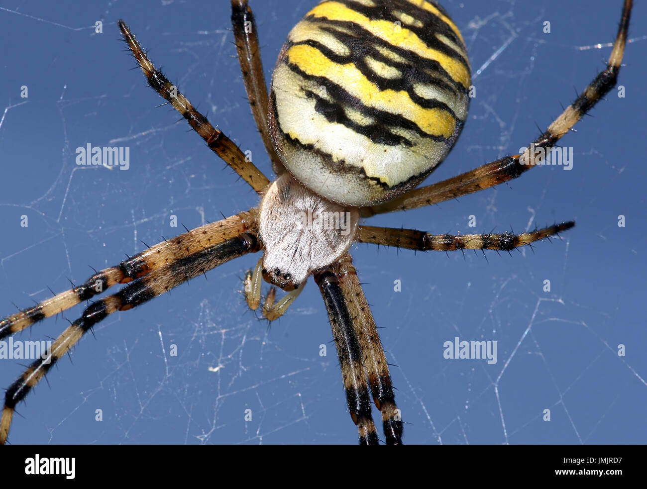 Nahaufnahme der weiblichen europäischen Wasp Spider (Argiope Bruennichi) in ihrem Netz. Stockfoto