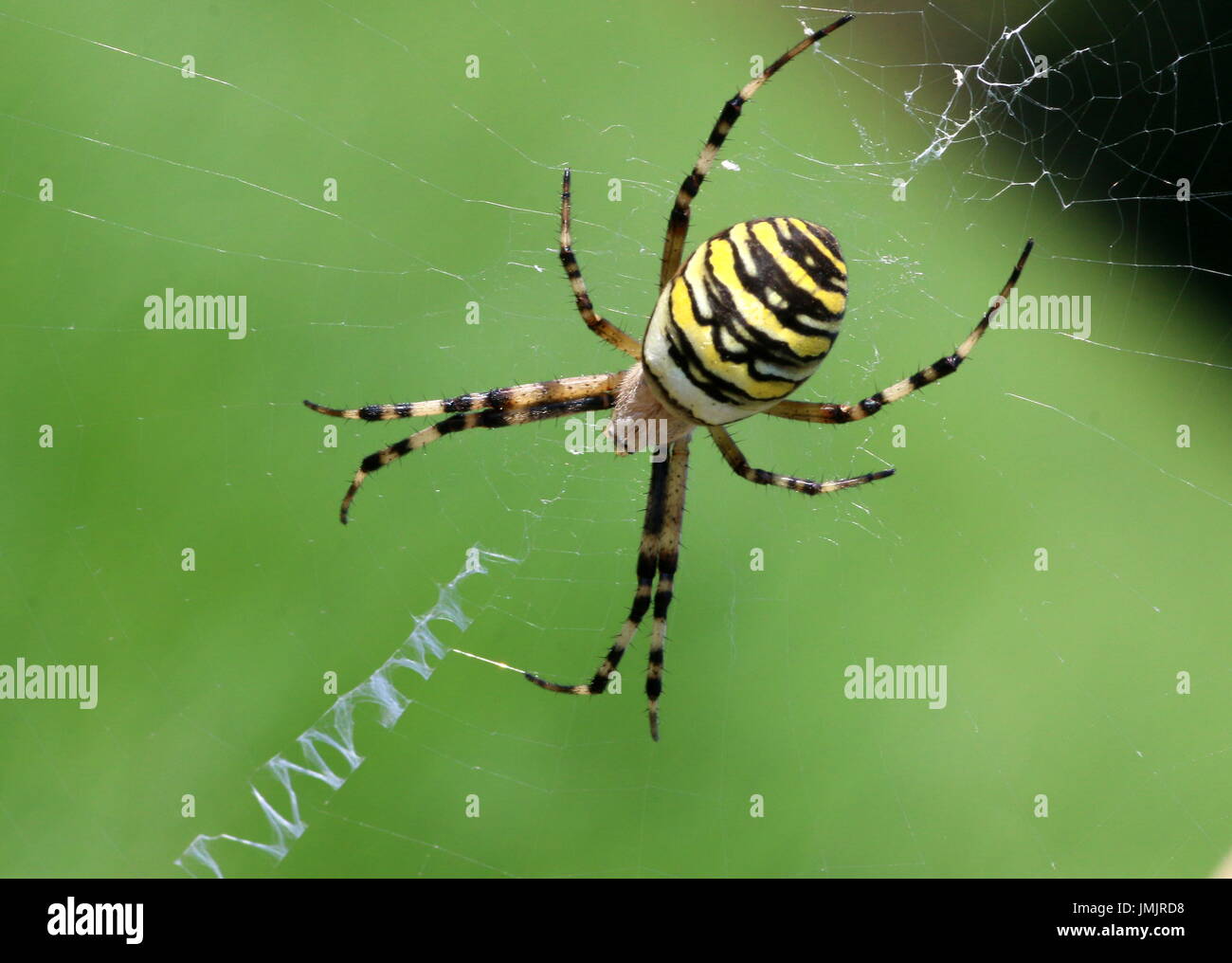 Nahaufnahme der weiblichen europäischen Wasp Spider (Argiope Bruennichi) in ihrem Netz. Stockfoto