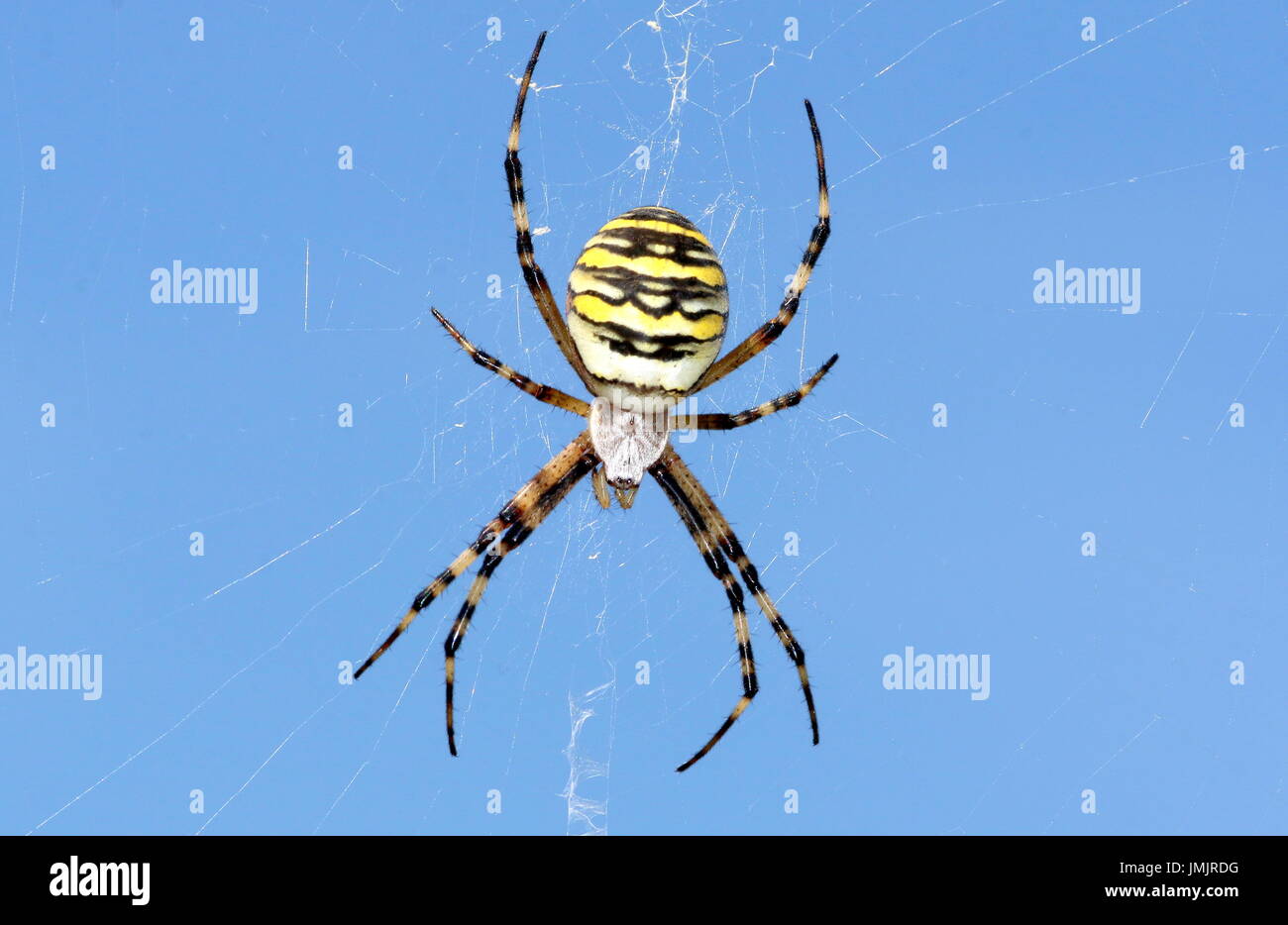 Nahaufnahme der weiblichen europäischen Wasp Spider (Argiope Bruennichi) in ihrem Netz. Stockfoto