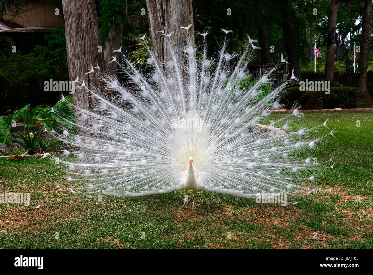 Albino weißen männlichen Pfau Anzeige zeigt bunten Schwanzfedern Stockfoto