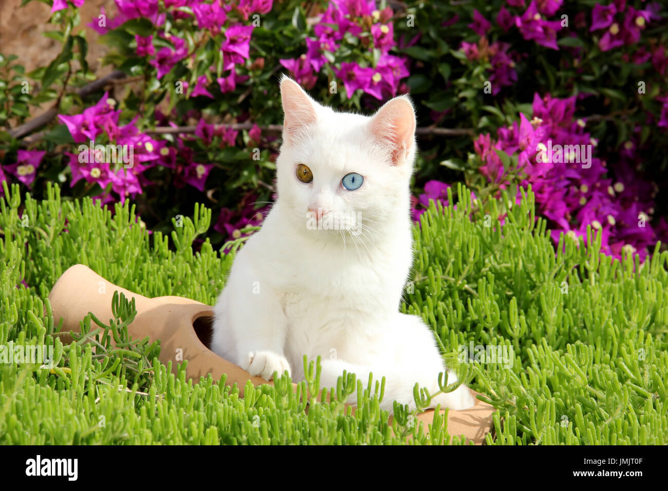 Hauskatze, weiss, Odd-eyed, liegend in einem Blumentopf im Garten Stockfoto