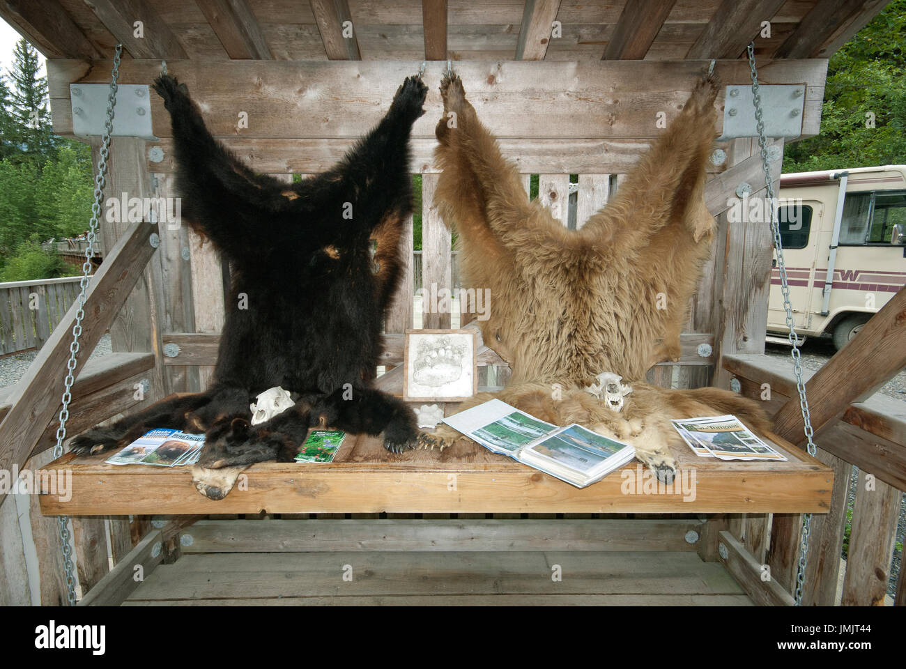 Haut der schwarze Bär und Grizzlybären auf Anzeige am Fish Creek Wildlife Beobachtung, Tongass National Forest, Hyder, Alaska, USA Stockfoto