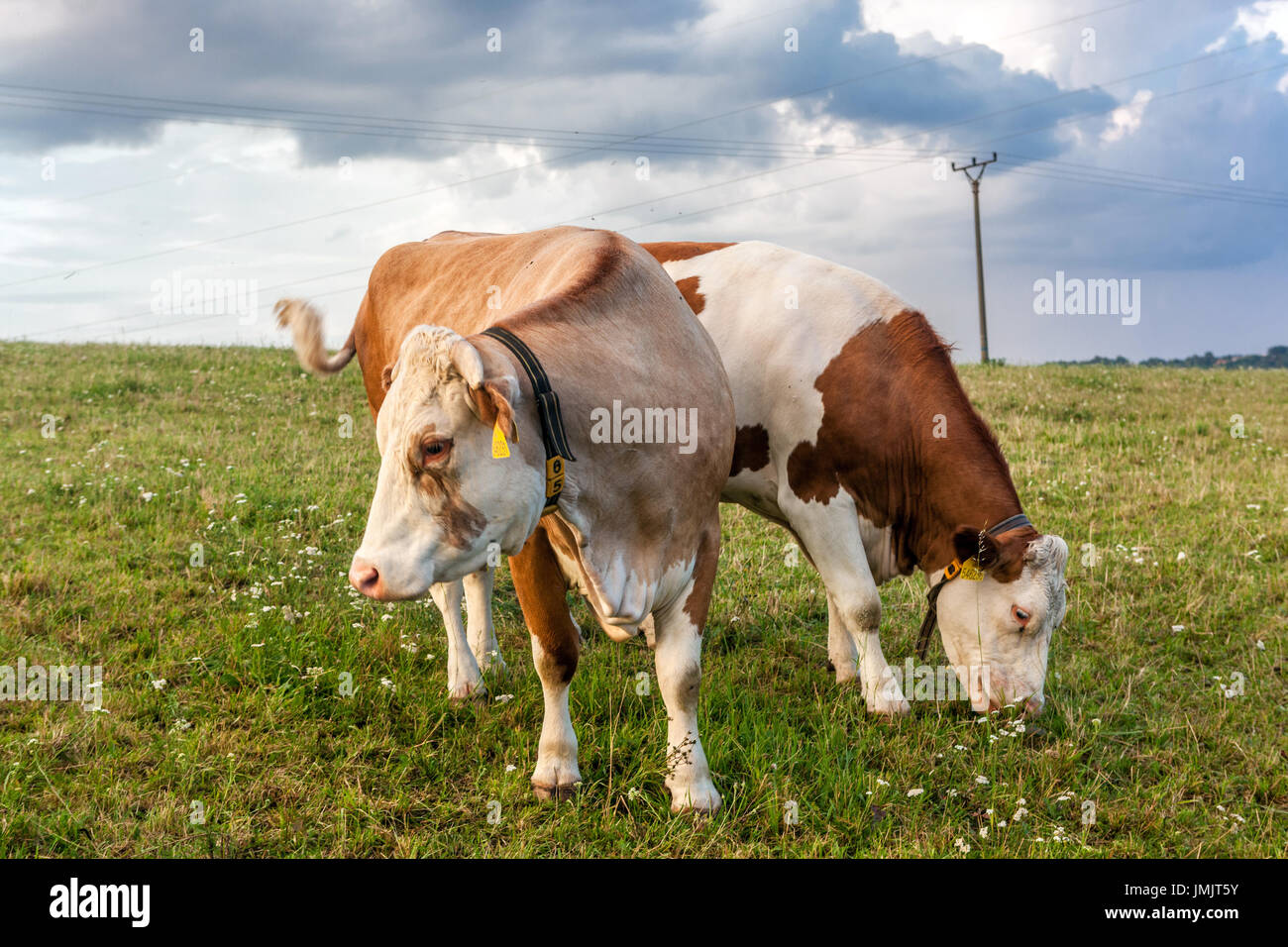 Grasende Kühe auf der Weide, Tschechische Republik Stockfoto