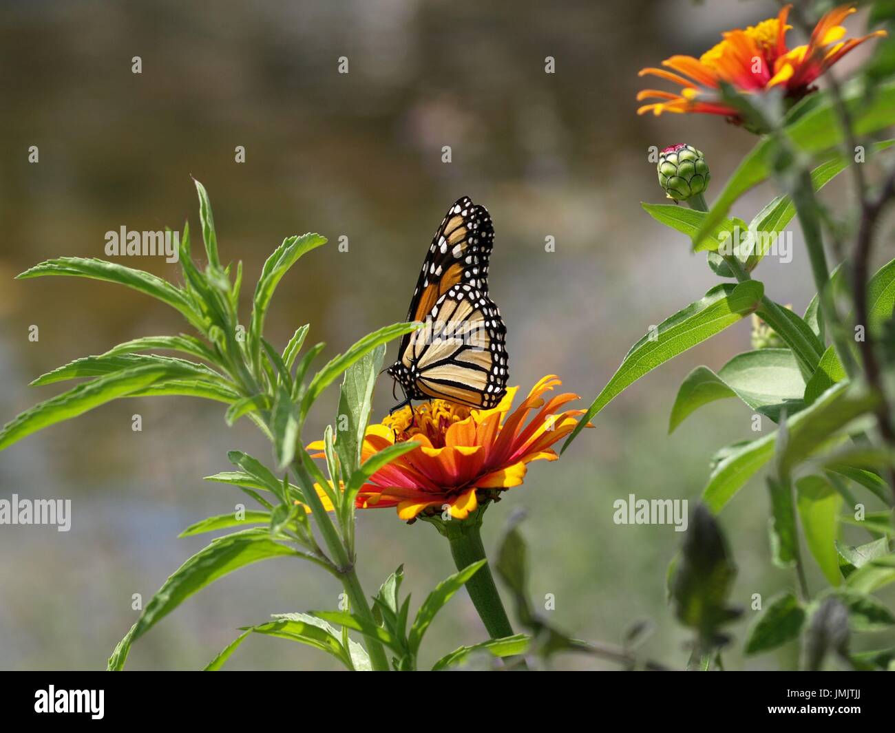 Monarchfalter auf gelb orange Blume im grünen Laub Stockfoto