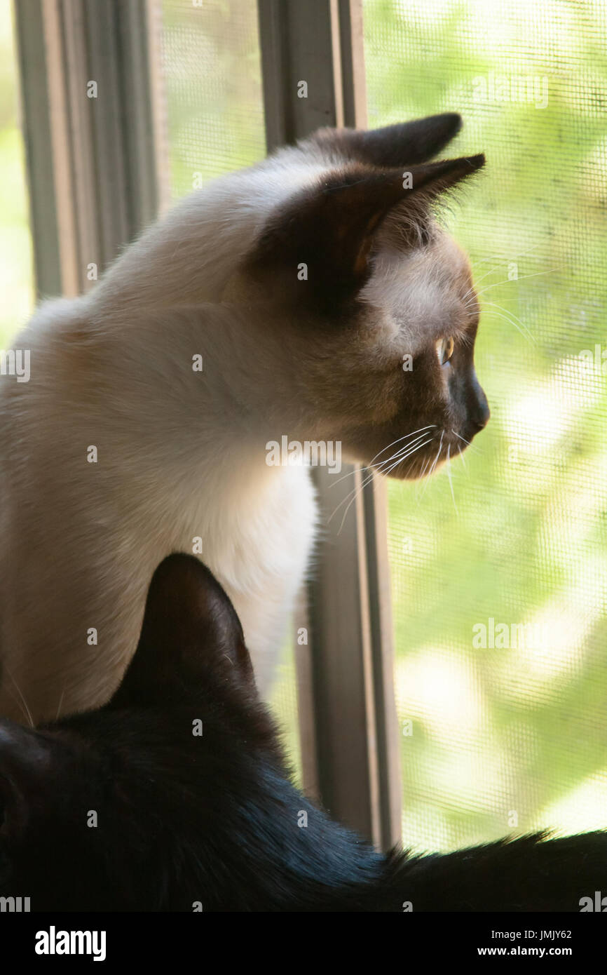 Katze schaut aus Fenster Stockfoto