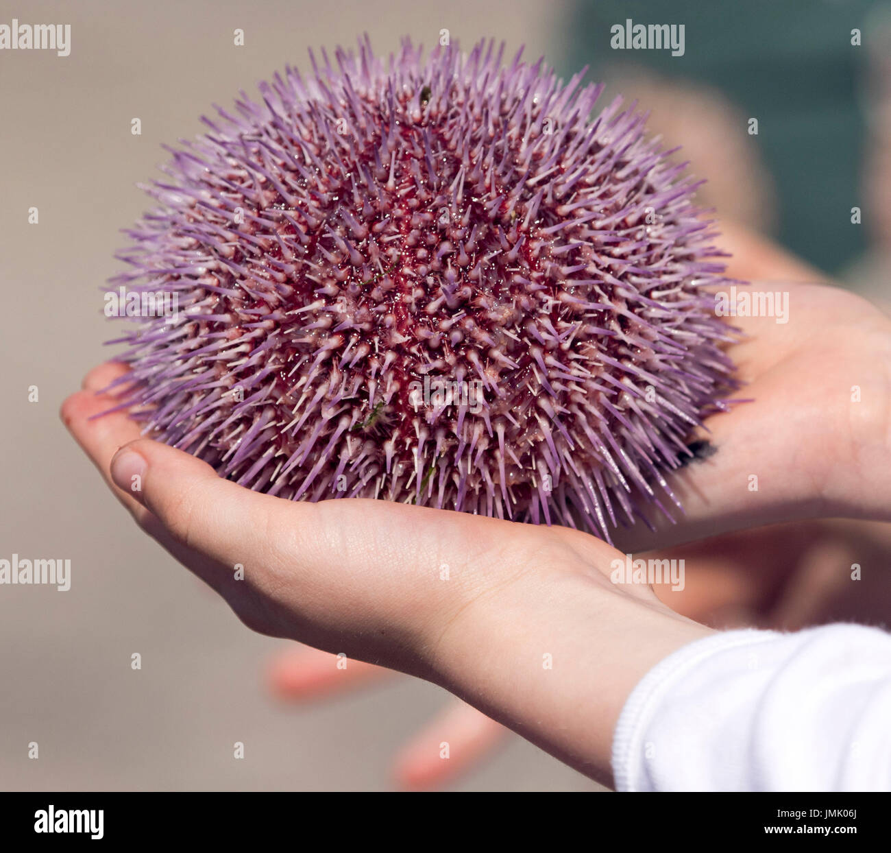 Leben Sie gemeinsamen lila Seeigel, Echinus Esculentus, in jemandes Hand in Schottland statt Stockfoto