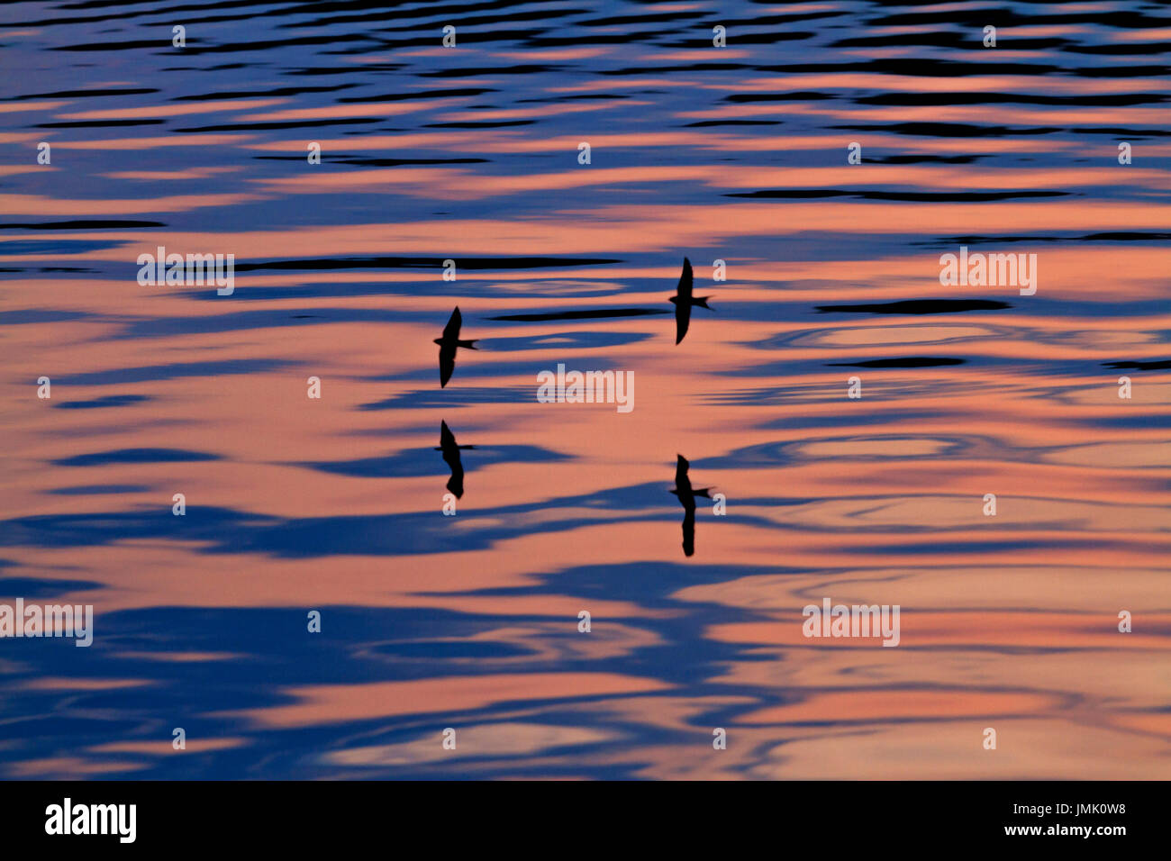 Zwei Schwalben fliegen über dem Wasser unter die Schatten und Wellen, Tierwelt Stockfoto