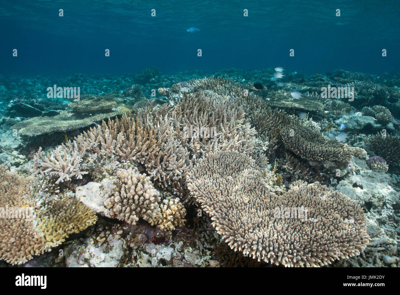Korallenblock mit riesigen Tischkorallen in der Res Meer in der Nähe von Hurghada. Stockfoto