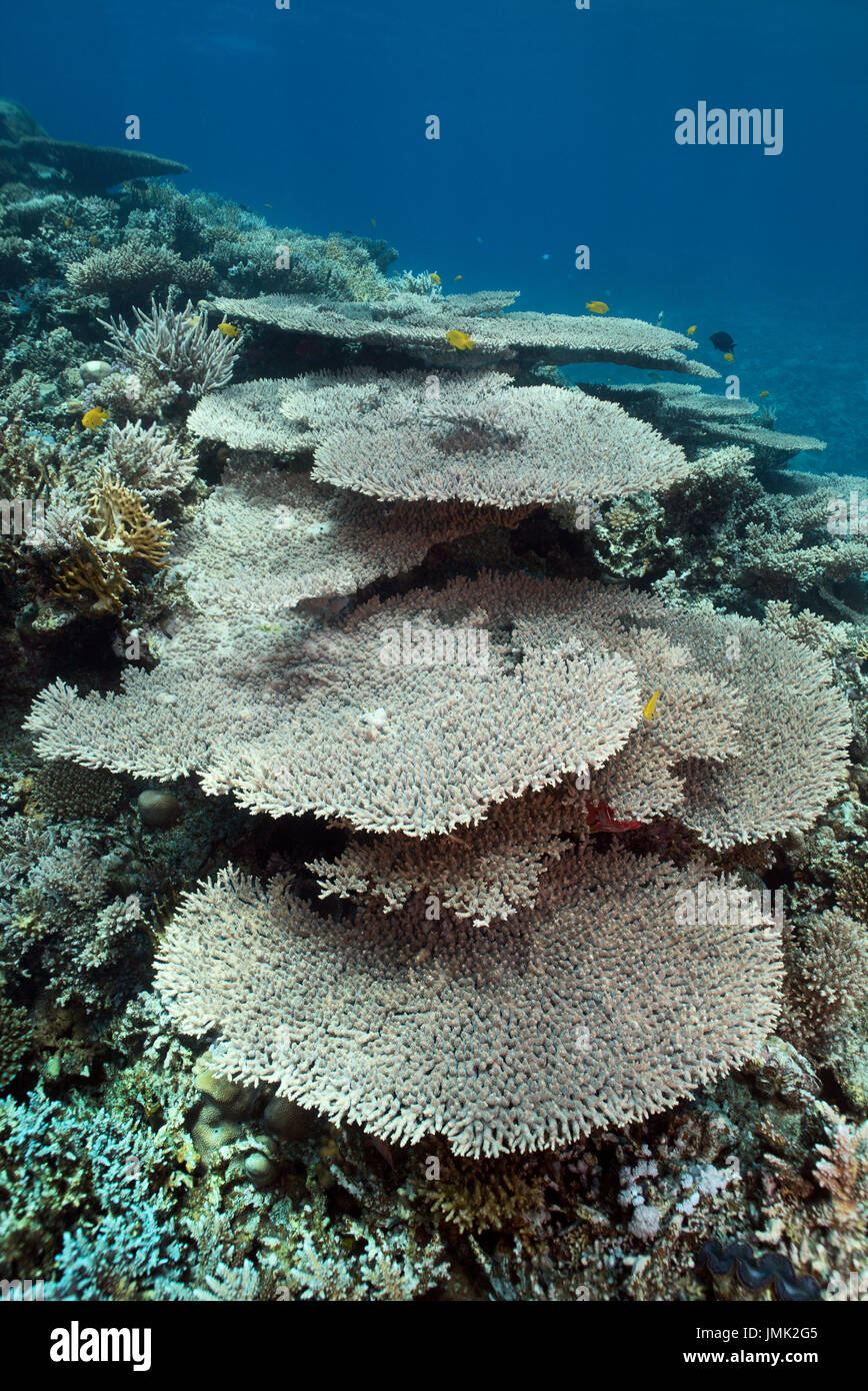 Korallenblock mit riesigen Tischkorallen in der Res Meer in der Nähe von Hurghada. Stockfoto