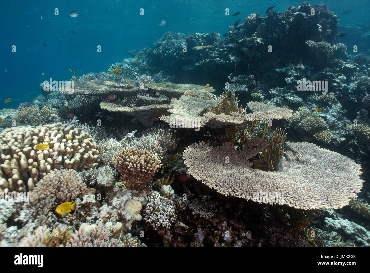 Korallenblock mit riesigen Tischkorallen in der Res Meer in der Nähe von Hurghada. Stockfoto