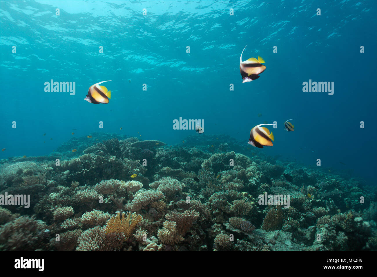 Gruppe von Roten Meer Wimpelfische (heniochus Intermedius) an einem schönen, gesunden Korallenriff im kristallklaren Wasser des Roten Meeres in der Nähe von Hurghada, Ägypten. Stockfoto