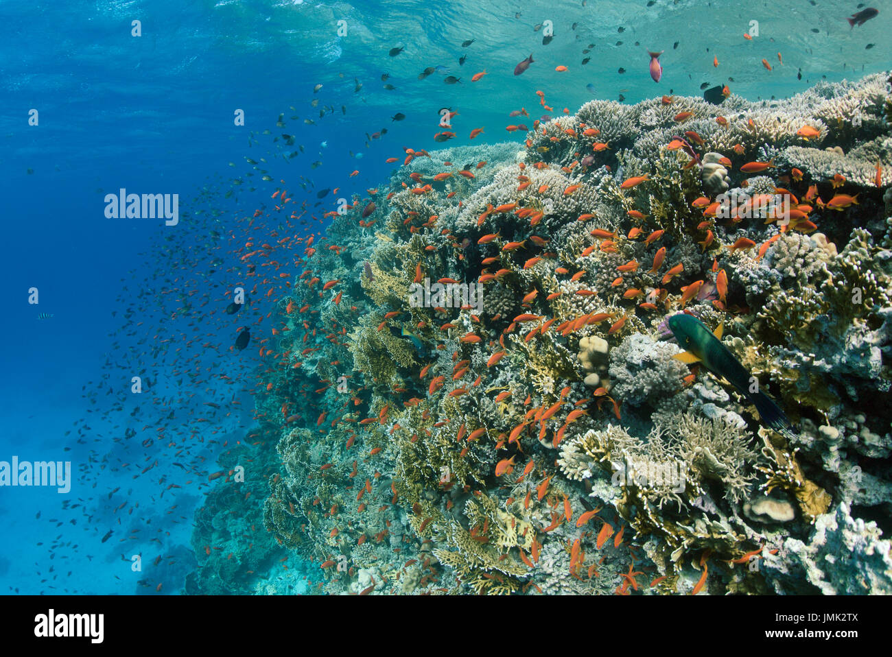 Eine Schule der anthias (Pseudanthias squamipinnis) Fisch mit schönen, gesunden Korallenriff im kristallklaren Wasser des Roten Meeres in der Nähe von Hurghada, Ägypten. Stockfoto