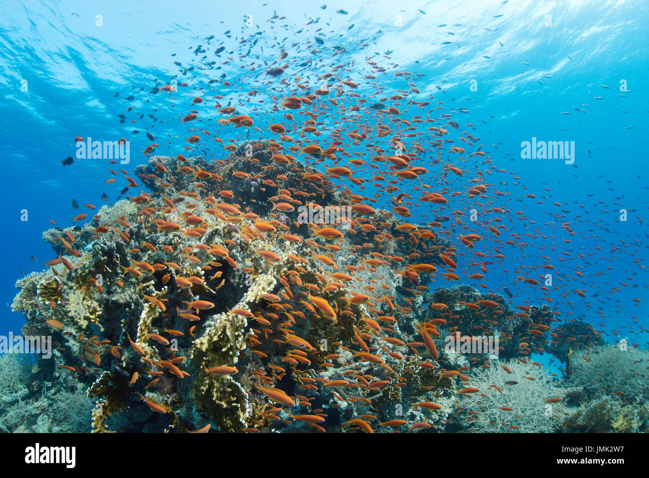 Eine Schule der anthias (Pseudanthias squamipinnis) Fisch mit schönen, gesunden Korallenriff im kristallklaren Wasser des Roten Meeres in der Nähe von Hurghada, Ägypten. Stockfoto
