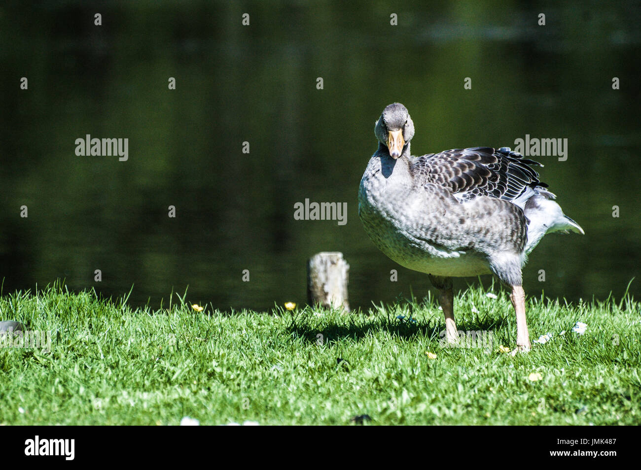 Ente, posiert für die Kamera Stockfoto