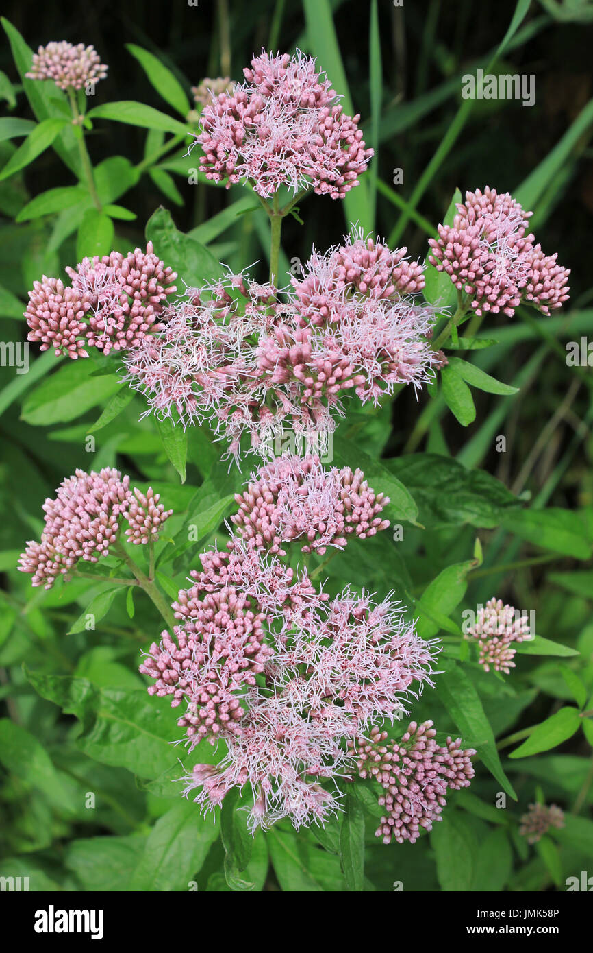 Hemp Agrimony Eupatorium Cannabinum aka Holy Seil Stockfoto