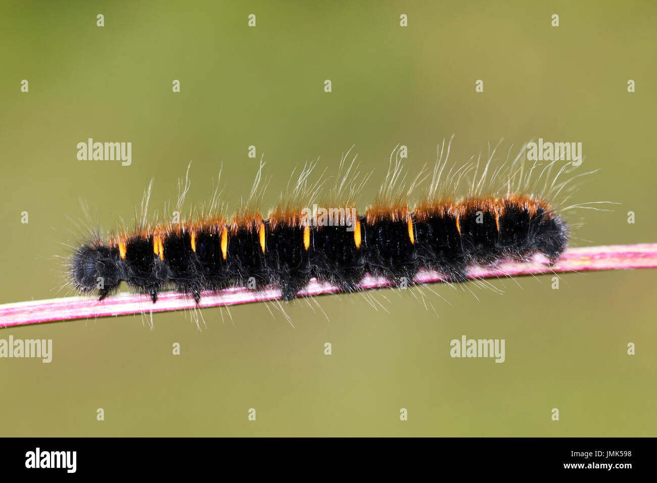 Frühe Instar Fox Moth Macrothylacia Rubi Raupe Stockfoto