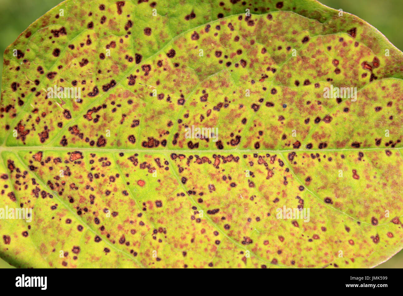 Japanischer Staudenknöterich Fallopia Japonica Blattflecken Pilz Mycosphaerella Polygoni-Cuspidati als eine mögliche Control-Agent für diese invasive Pflanze verwendet wird Stockfoto