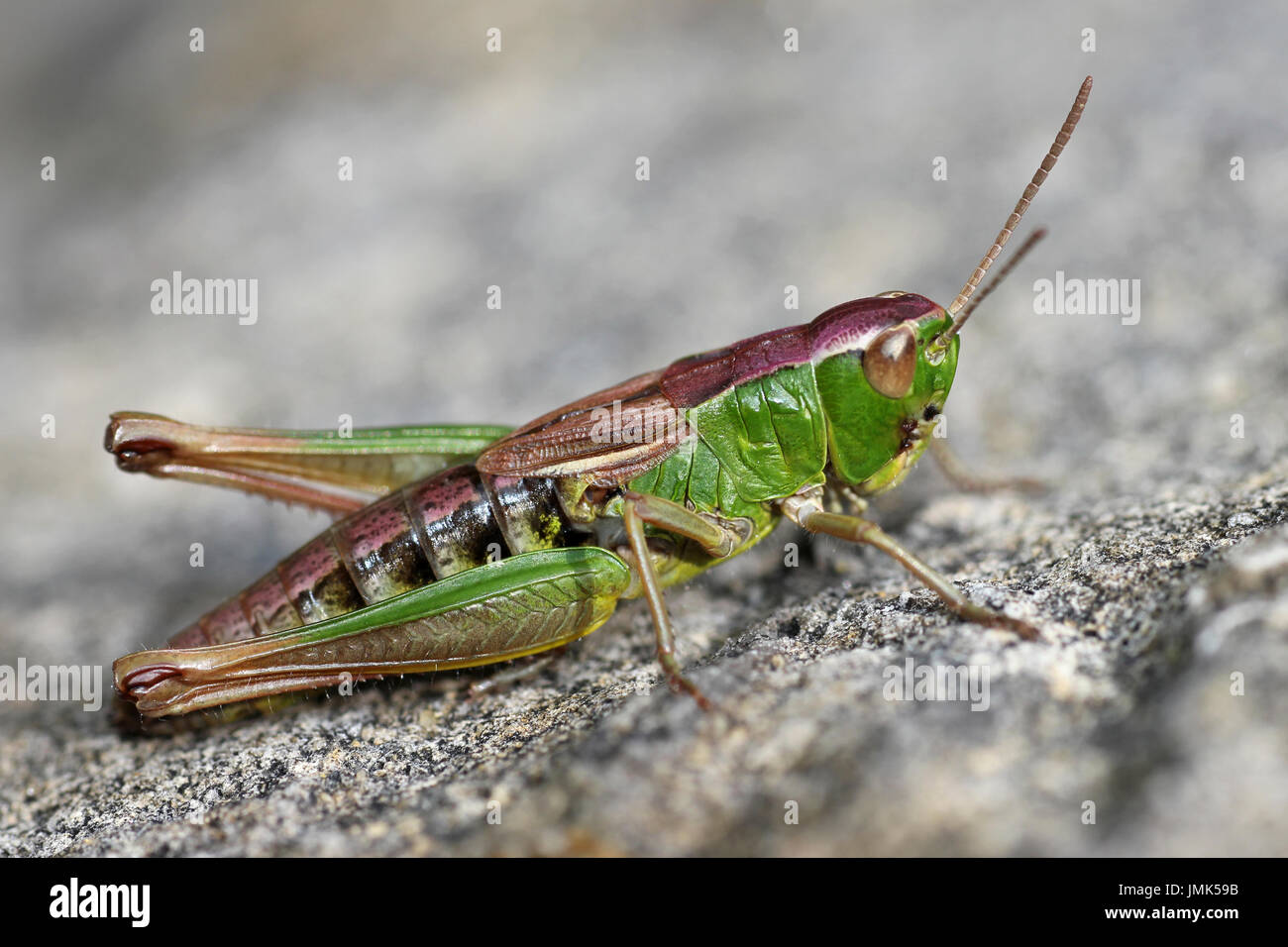 Wiese Heuschrecke Chorthippus Parallelus - weiblichen rosa Färbung Stockfoto