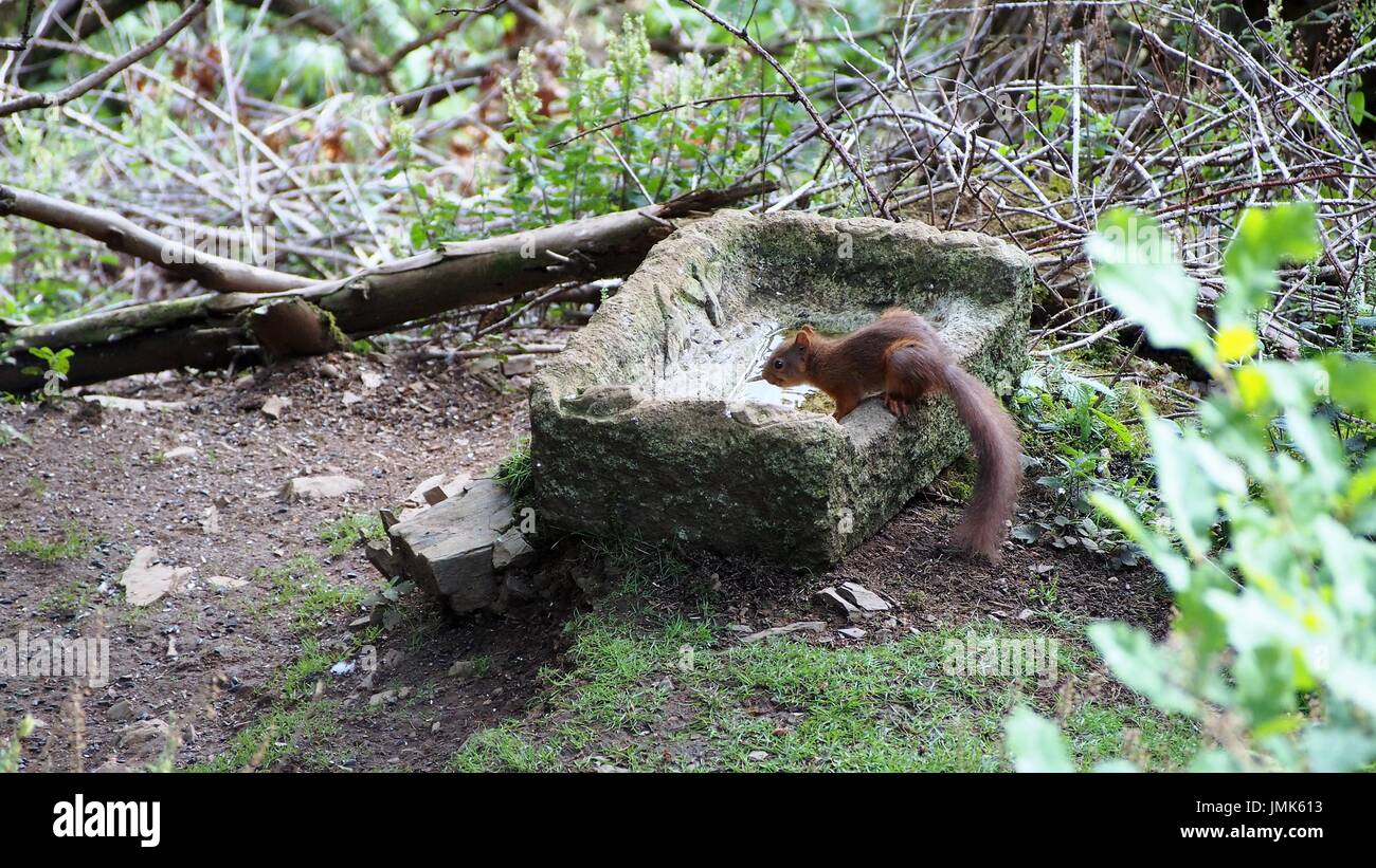 Eichhörnchen das Trinken aus einem steintrog, Dodd Holz, Cumbria, Vereinigtes Königreich Stockfoto