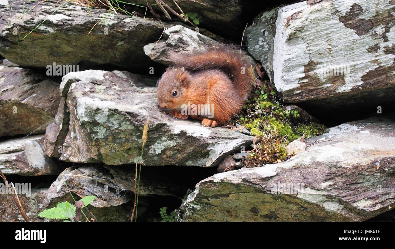 Eichhörnchen Kitten auf Trockenmauer, Borrowdale, Cumbria, Vereinigtes Königreich Stockfoto
