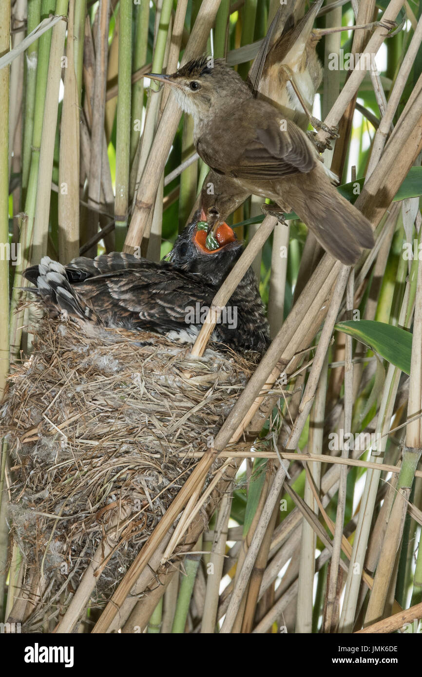 Parasitäre Kuckuck von der Leihmutter Eltern - Reed Grasmücken gefüttert. Stockfoto