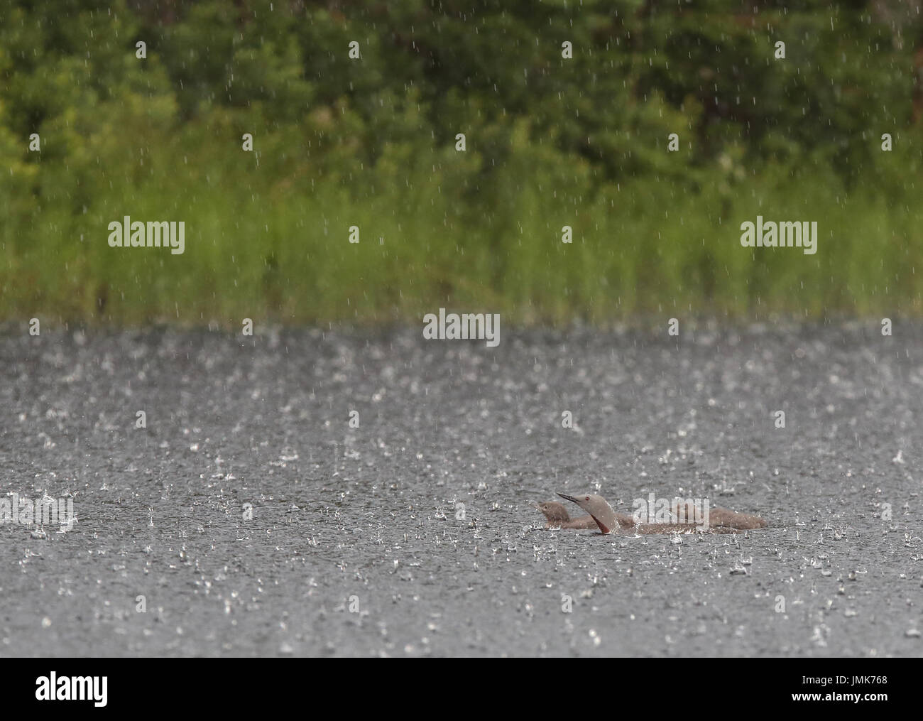 Rotkehltaucher, Rotkehltaucher, schwimmend im Regen. Seetaucher in Regenguss Stockfoto