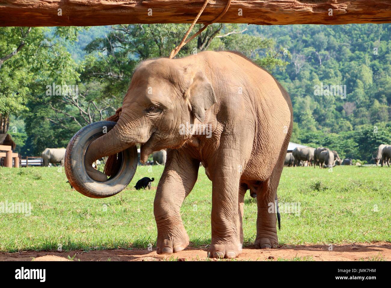 Elefant spielt im Elephant Nature Park Stockfoto