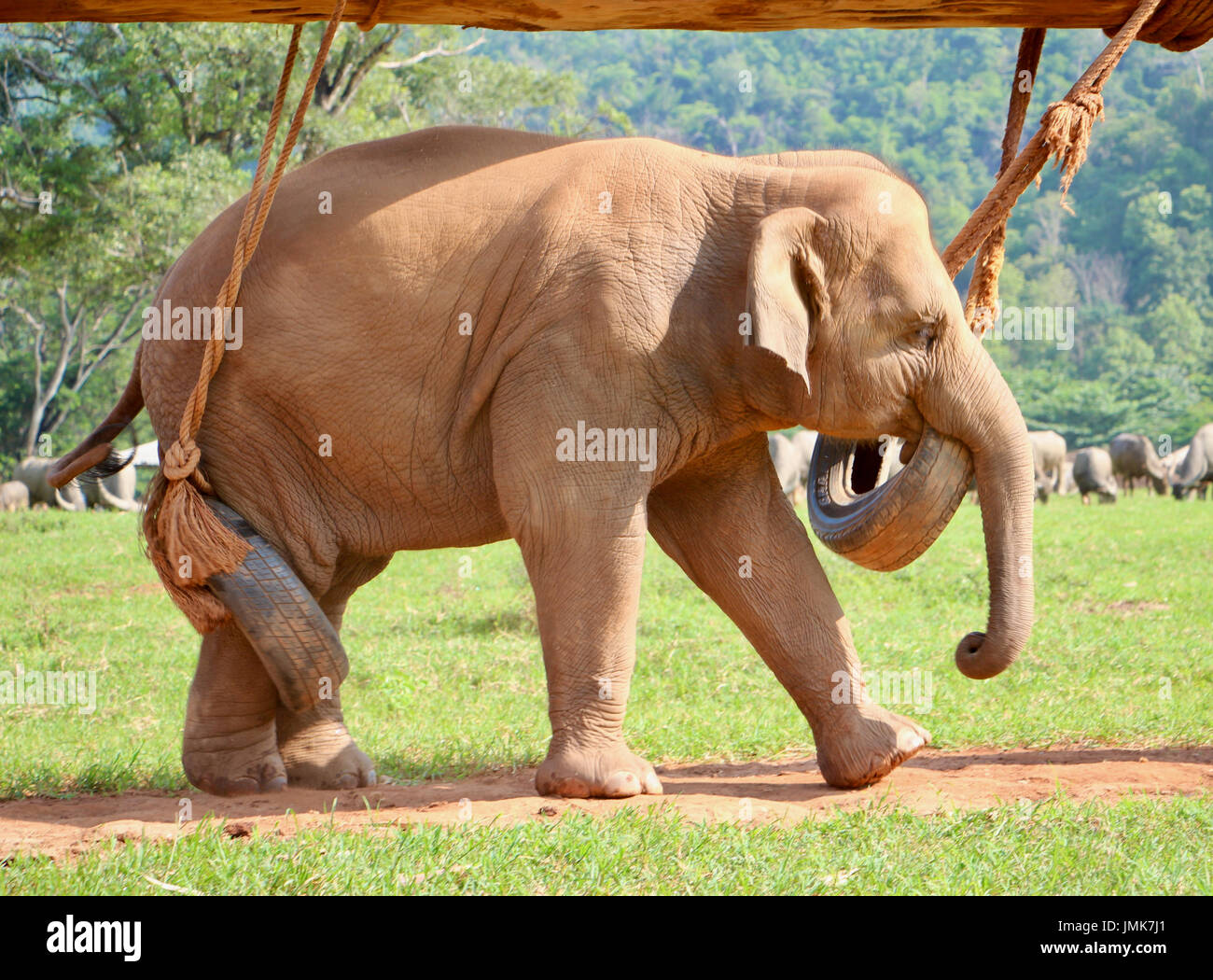 Elefant spielt im Elephant Nature Park Stockfoto
