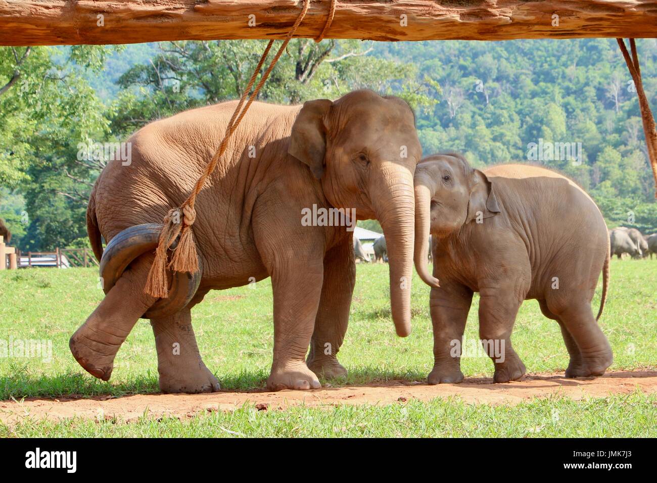 Elefanten spielen im Elephant Nature Park Stockfoto
