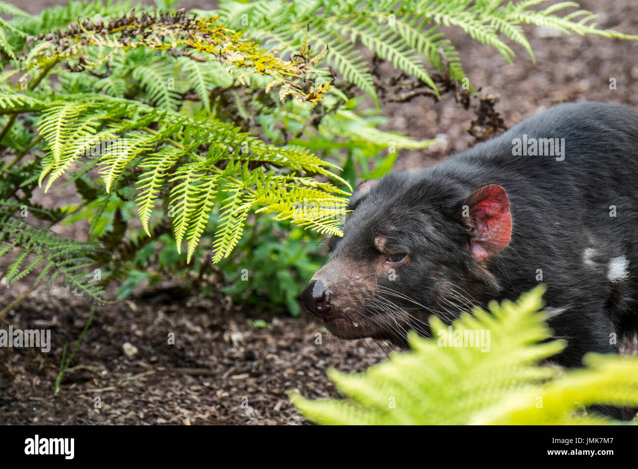 Tasmanischer Teufel (Sarcophilus Harrisii), größte fleischfressende Beuteltier Eingeborener nach Australien Stockfoto