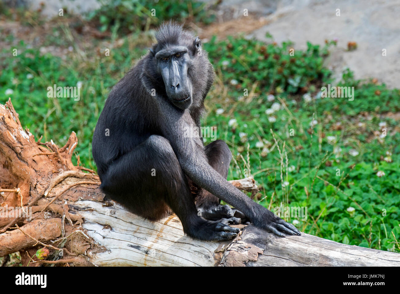 Celebes crested Macaque / crested schwarz Makaken / Sulawesi crested Macaque / schwarze Affen (Macaca Nigra) in der indonesischen Insel Sulawesi heimisch Stockfoto