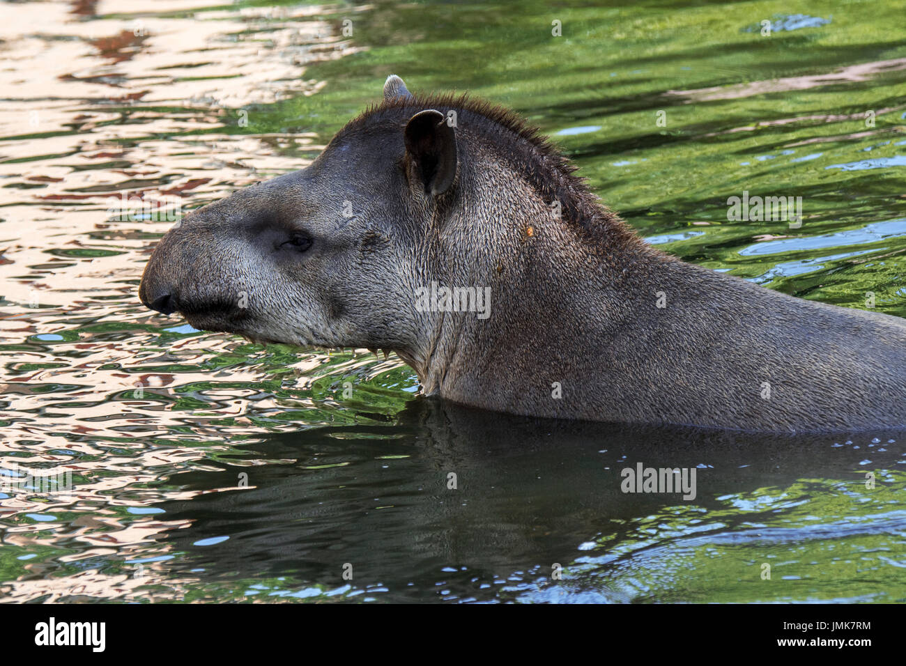 Südamerikanische Tapir / brasilianische Tapir / Flachland Tapir (Tapirus Terrestris), heimisch in den Amazonas, Baden im Fluss und zeigt prehensile Nase Stamm Stockfoto