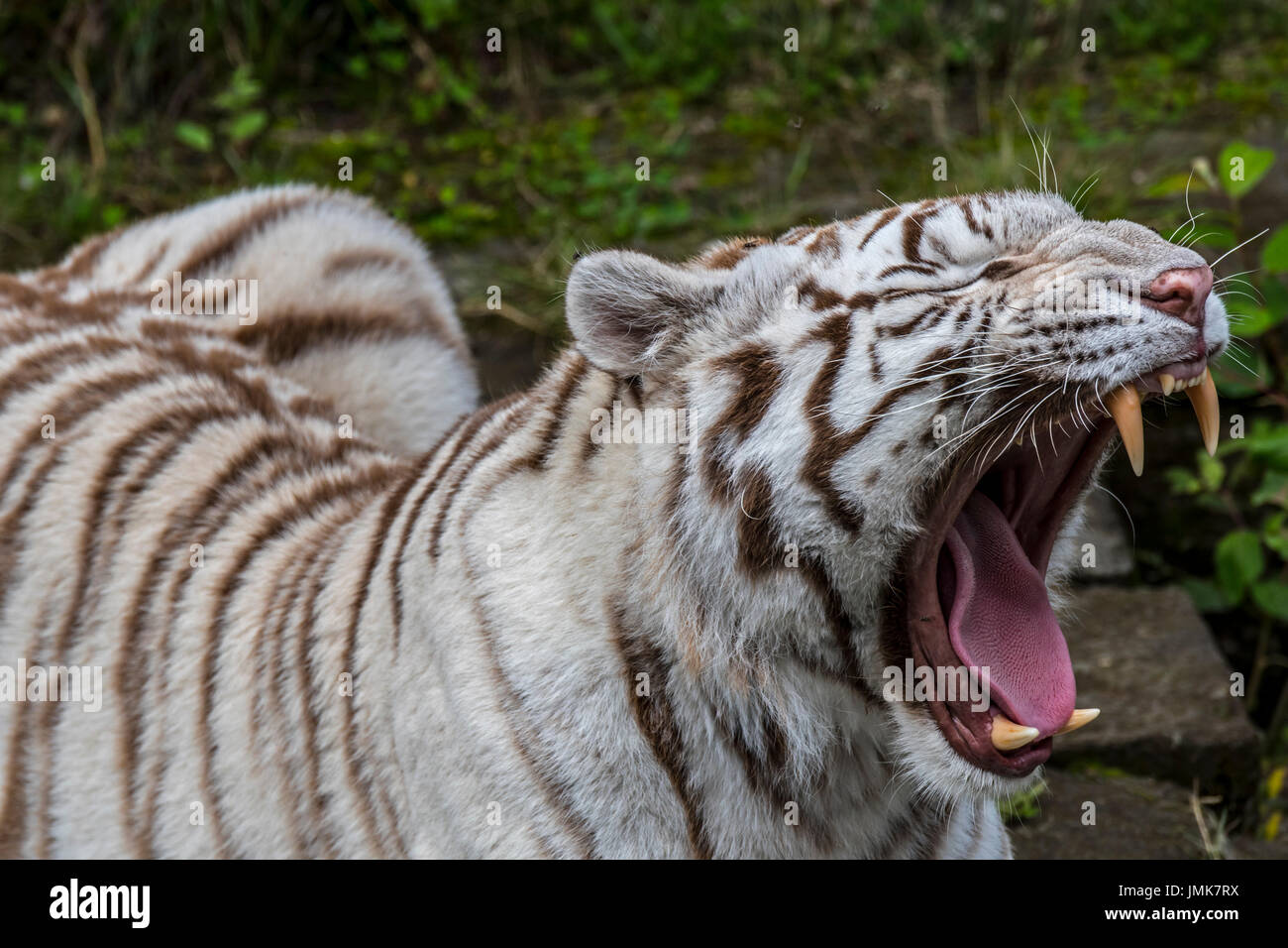 Der weiße Tiger hautnah / gebleichten Tiger (Panthera Tigris) Gähnen und zeigen großen gebogenen Eckzähne, ursprünglich aus Indien Stockfoto