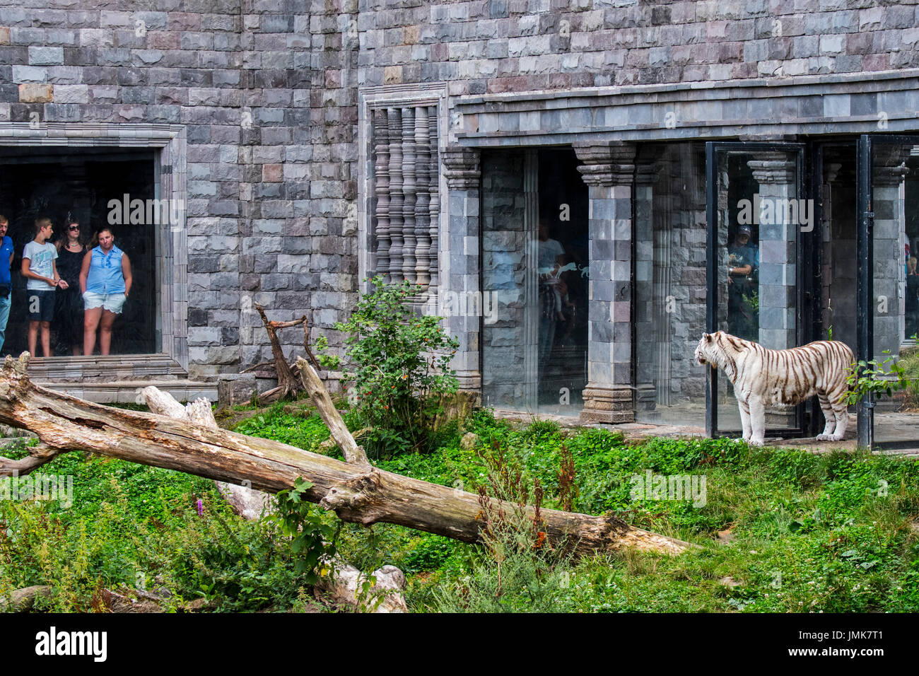 Weißer Tiger/gebleicht Tiger (Panthera tigris) Pigmentierung Variante des Bengalischen Tiger, beheimatet in Indien Stockfoto