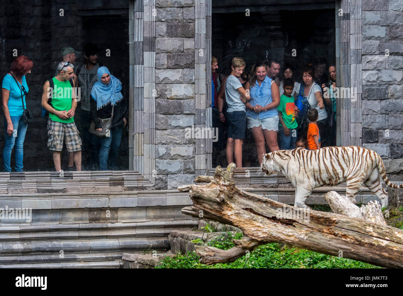 Besucher betrachten gefangen weißen Tiger / Tiger (Panthera Tigris) hinter der Glasscheibe im Zoo gebleicht Stockfoto