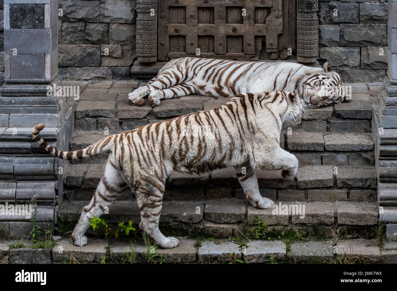 Zwei weiße Tiger / Tiger (Panthera Tigris), ursprünglich aus Indien, treffen in Tempel gebleicht Stockfoto