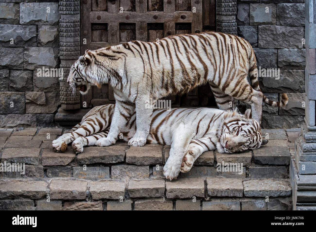 Zwei weiße Tiger / Tiger (Panthera Tigris), ursprünglich aus Indien, treffen in Tempel gebleicht Stockfoto